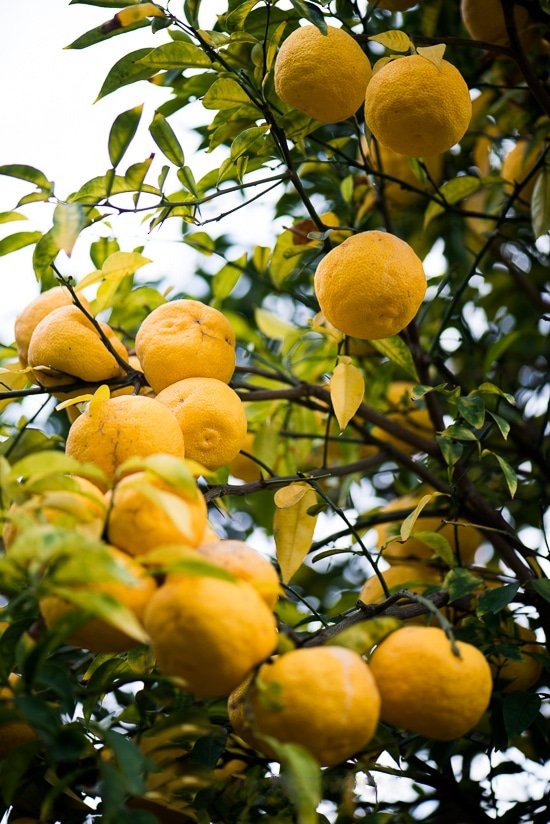 Yellow Yuzu from Tokushima 100g