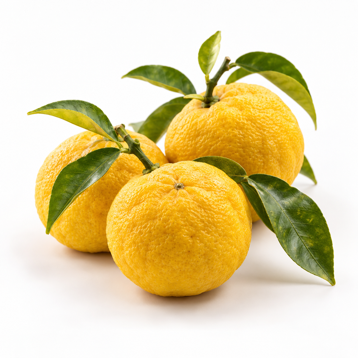 Fresh Japanese yuzu citrus from Tokushima
